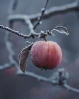 Apple on a branch with a slight frost photo