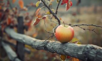 Apple on a branch with a rustic wooden fence in the background photo
