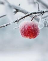 Apple on a branch with a slight frost photo