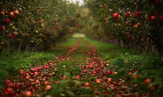 Apple orchard with rows of apple trees fallen apples on the ground photo