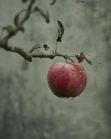 Apple on a branch with a few scattered raindrops photo