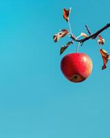 Apple on a branch with a blue sky background photo
