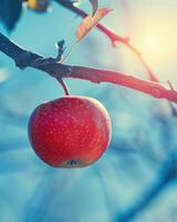 Apple on a branch with a blue sky background photo