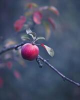 Apple with a slight blush of red on a branch, early morning light photo