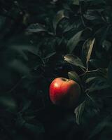 Apple with a bit of sunlight filtering through the leaves photo