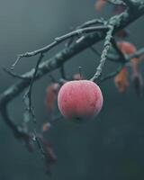 Apple with a slight blush of red on a branch, early morning light photo