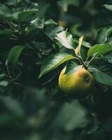 Apple with a bit of sunlight filtering through the leaves photo