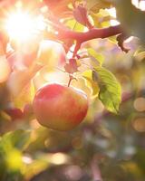 Apple with a bit of sunlight creating a lens flare photo