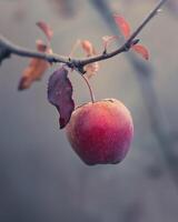 Apple with a slight blush of red on a branch photo