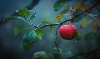 Apple with a slight blush of red on a branch, early morning light photo