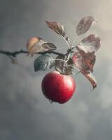 Apple with a slight blush of red on a branch photo