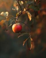 Apple with a slight blush of red on a branch, early morning light photo