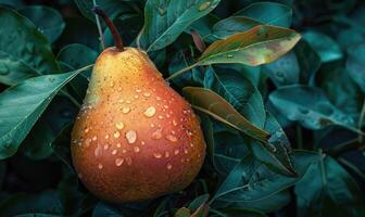 Close-up of a juicy pear with photo