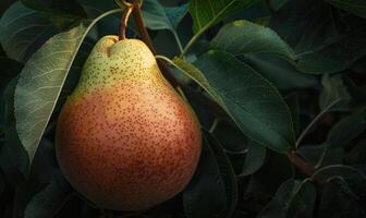 Close-up of a pear with a rosy blush nestled among dark green leaves photo