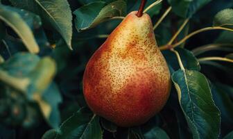 Close-up of a juicy pear with photo