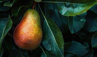 Close-up of a pear with a rosy blush nestled among dark green leaves photo