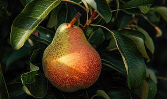 Close-up of a pear with a rosy blush nestled among dark green leaves photo