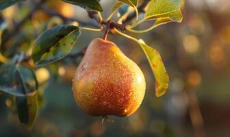 Close-up of a pear with a slight sheen on a branch photo