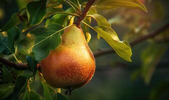 Close-up of a pear with a slight sheen on a branch photo