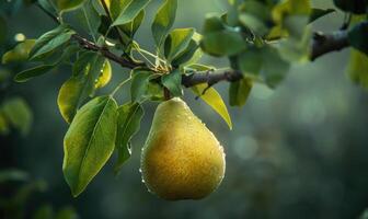 Close-up of a pear with a slight sheen on a branch photo