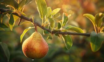 Close-up of a pear with a slight sheen on a branch photo