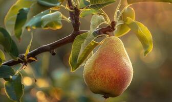 Close-up of a pear with a slight sheen on a branch photo