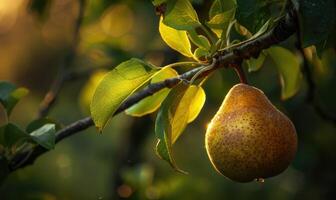 Close-up of a pear with a slight sheen on a branch photo