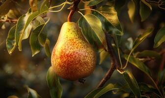 Close-up of a pear with a slight sheen on a branch photo