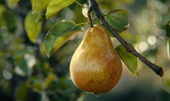 Close-up of a pear with a slight sheen on a branch photo
