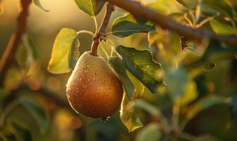 Close-up of a pear with a slight sheen on a branch photo