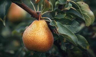 Close-up of a pear with a slight sheen on a branch photo