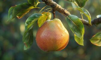 Close-up of a pear with a slight sheen on a branch photo