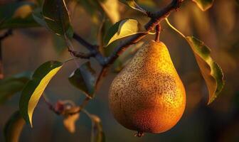 Close-up of a pear with a textured surface, hanging from a branch photo