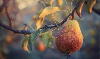 Close-up of a pear with a textured surface, hanging from a branch photo
