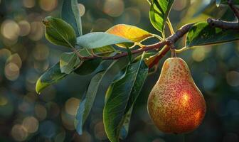 Close-up of a pear with a textured surface, hanging from a branch photo
