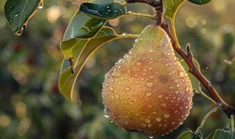Close-up of a pear with water droplets on a branch photo