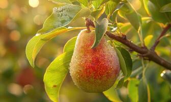 Close-up of a pear with a touch of red on a branch photo