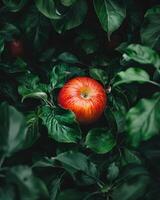 Close-up of a red apple surrounded by green leaves photo