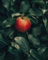 Close-up of a red apple surrounded by green leaves photo
