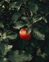 Close-up of a red apple surrounded by green leaves photo