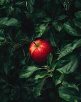 Close-up of a red apple surrounded by green leaves photo