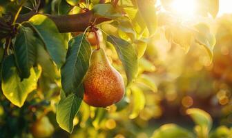 Close-up of a ripe pear hanging from a tree branch photo