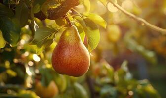 Close-up of a ripe pear hanging from a tree branch photo