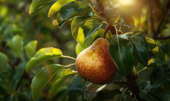 Close-up of a ripe pear hanging from a tree branch photo