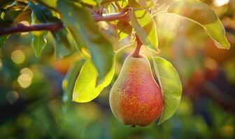 Close-up of a ripe pear hanging from a tree branch photo