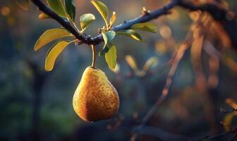 Close-up of a ripe pear hanging from a tree branch photo