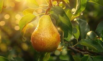 Close-up of a ripe pear hanging from a tree branch photo