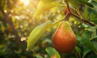 Close-up of a ripe pear hanging from a tree branch photo