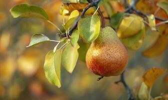 Close-up of a ripe pear hanging from a tree branch photo