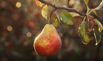 Close-up of a ripe pear hanging from a tree branch photo